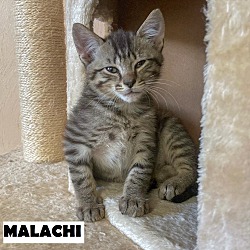 Thumbnail photo of Malachi #3
