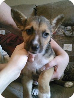 Centennial Co Shiba Inu Meet Hoshiko A Pet For Adoption