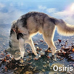 Thumbnail photo of Osiris #4