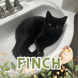 Photo of Finch