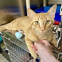 adopt a pet