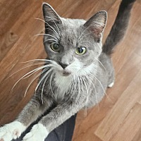 adopt a pet