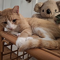 adopt a pet