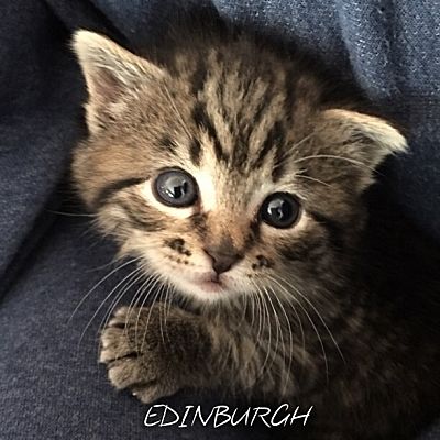 Great Neck Ny Scottish Fold Meet Edinburgh A Pet For Adoption