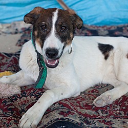 Thumbnail photo of Stashy - Iran Dog #4