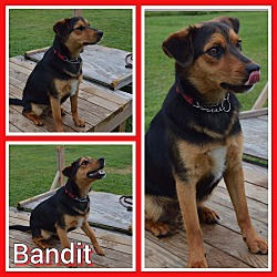 Thumbnail photo of BANDIT #2