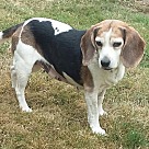 Beagle Puppies - Beagle Rescue and Adoption Near You