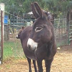 Photo of Princass Leia, Donkey-ote
