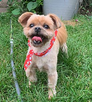 petsmart puppy apartment