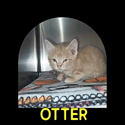 Thumbnail photo of Otter #2