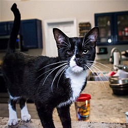 Photo of Merlin
