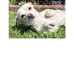 Photo of Buddy Boy