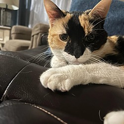Photo of Chewy