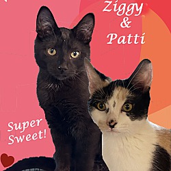 Thumbnail photo of PATTI (adopt w/Ziggy) #4