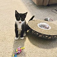 adopt a pet