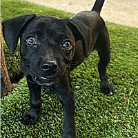 adopt a pet