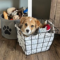 adopt a pet