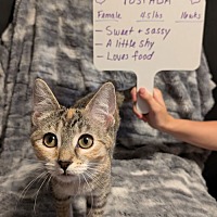 adopt a pet
