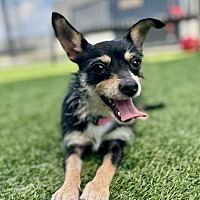 adopt a pet
