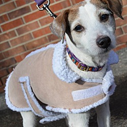 Thumbnail photo of Shelby-Adopted! #4