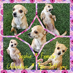Thumbnail photo of SOPHIE #4