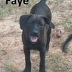 Photo of Faye