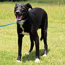 Thumbnail photo of Aaron~adopted! #3