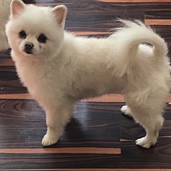 Photo of Mina - 5 lbs