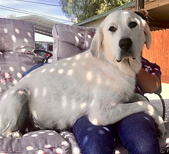 Adopt A Pet Petsmart Charities