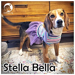 Photo of Stella Bella