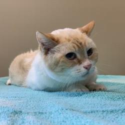 Available Pets At Bangor Humane Society In Bangor Maine