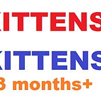 Photo of Kittens (4 months+)