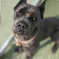 Cane Corso Puppies For Sale In Ohio Adoptapet Com