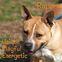 Photo of Rupert