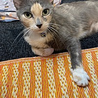 adopt a pet
