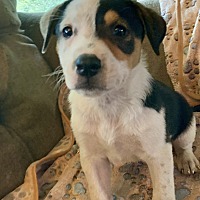 adopt-pet