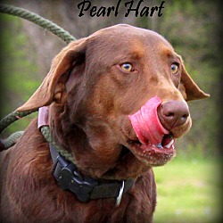 Thumbnail photo of Pearl Hart ~ adopted! #1