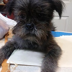 Thumbnail photo of LuLu~adopted! #3