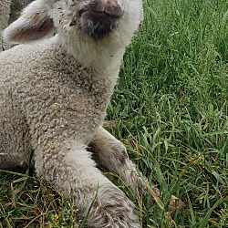 Photo of Little Lamb
