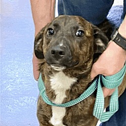 Photo of Angel (affectionate)