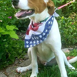 Photo of Rusty - NEW ENGLAND ADOPTER NEEDED