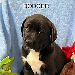 Photo of DODGER  by