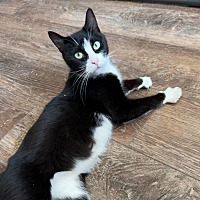 adopt a pet