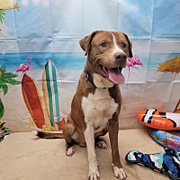 adopt a pet