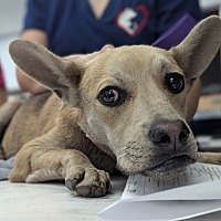 adopt a pet