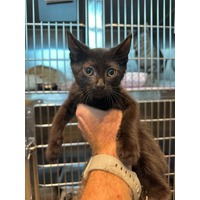 adopt-pet