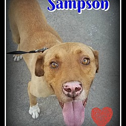 Thumbnail photo of Sampson #2