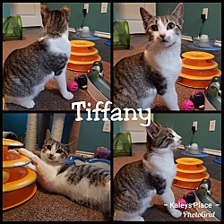 Thumbnail photo of Tiffany #1