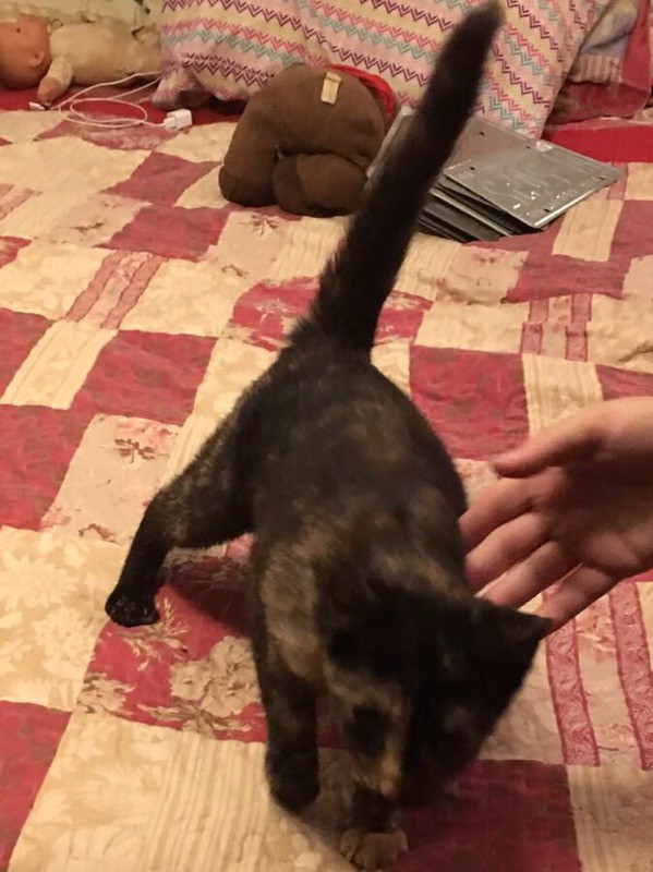 Albemarle Nc Calico Meet Rosalyn Carter Ii A Pet For Adoption