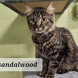 Thumbnail photo of Sandalwood #2